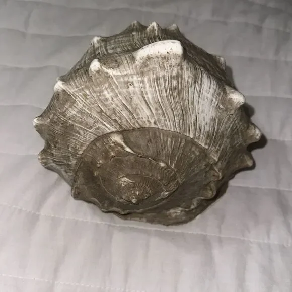 Large Ocean Shell - Picture 3 of 6